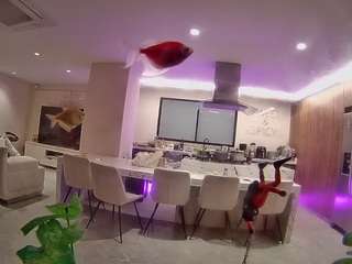 voyeurcam casa salsa fishtank